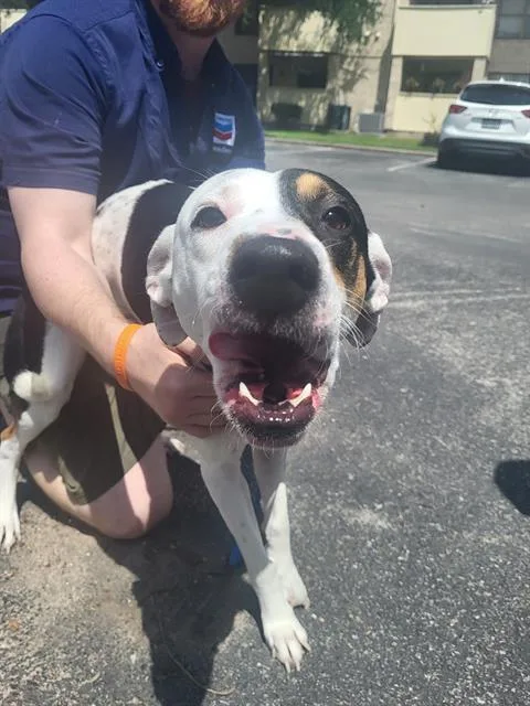 A young medium-sized male American Staffordshire Terrier dog named Harper for adoption in San Antonio, TX