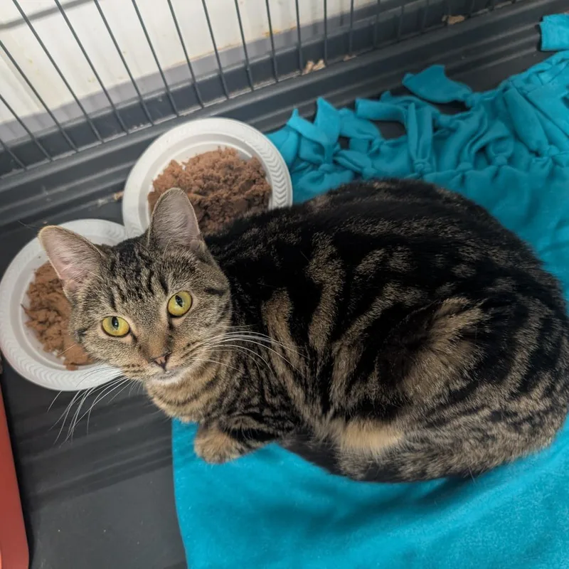 An adult small-sized female Brown / Chocolate Domestic Short Hair cat named PeanutButter for adoption in Blair, WI