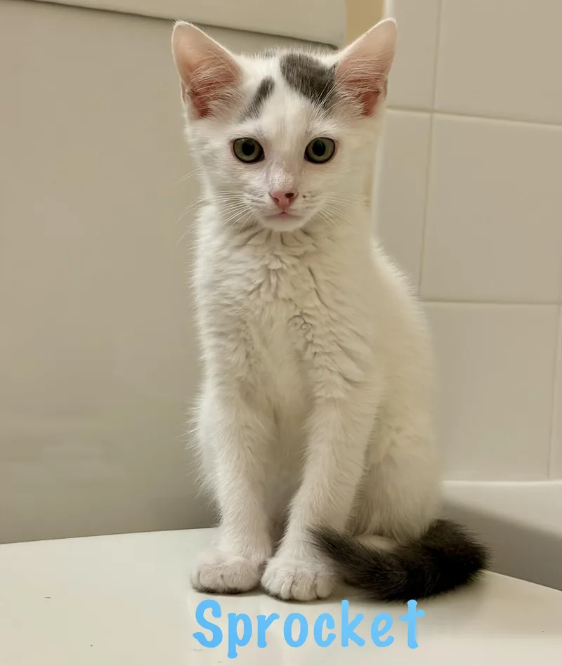 A baby small-sized male Domestic Short Hair cat named Sprocket for adoption in Annapolis, MD