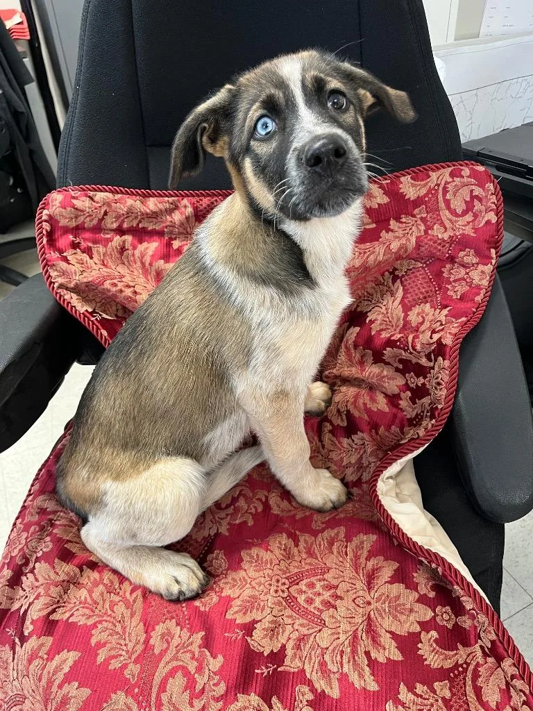 A baby medium-sized female German Shepherd Dog dog named Callie for adoption in Mount Gilead, NC