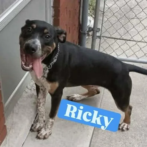 Ricky thumbnail 5