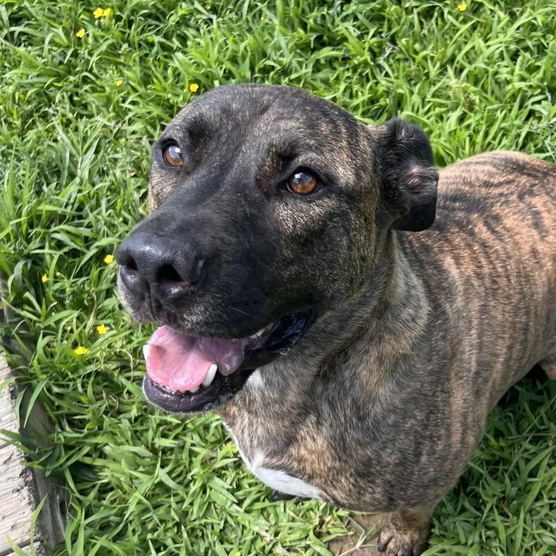 An adult large-sized male Brown / Chocolate Mixed Breed dog named River for adoption in Clarksville, AR