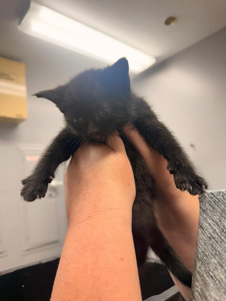 A baby medium-sized male Domestic Short Hair cat named Chippy for adoption in Burnsville, NC