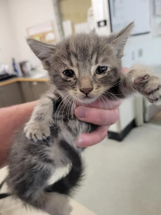 A baby small-sized female Domestic Short Hair cat named Sophia for adoption in Chatsworth, CA