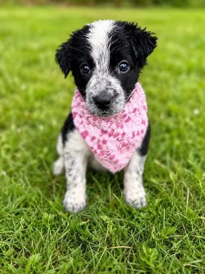 A baby large-sized female Flat-Coated Retriever dog named Maize for adoption in Morton Grove, IL