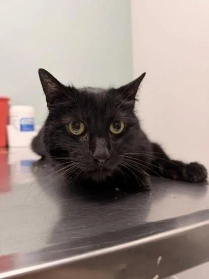 A senior small-sized male Domestic Short Hair cat named Misha for adoption in Annapolis, MD