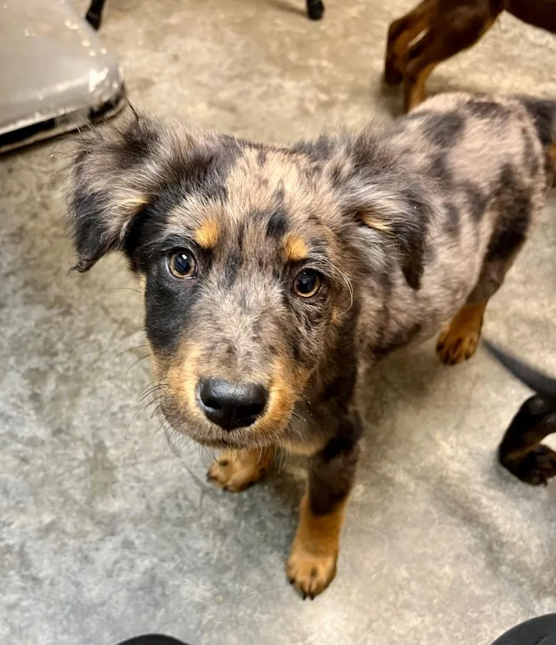 A baby large-sized male Catahoula Leopard Dog dog named Kelpie for adoption in Clinton, SC