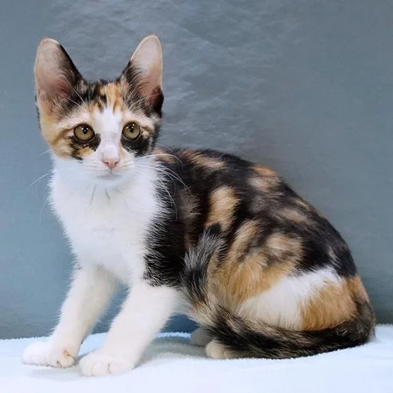 A baby medium-sized female Calico cat named Thumbelina for adoption in Maynardville, TN