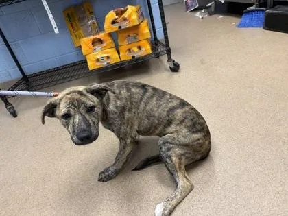 A baby medium-sized female Mixed Breed dog named Tada for adoption in Chamblee, GA