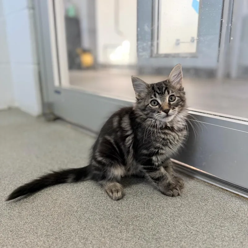 A baby small-sized male Black Domestic Short Hair cat named Crystal Balls for adoption in Carencro, LA