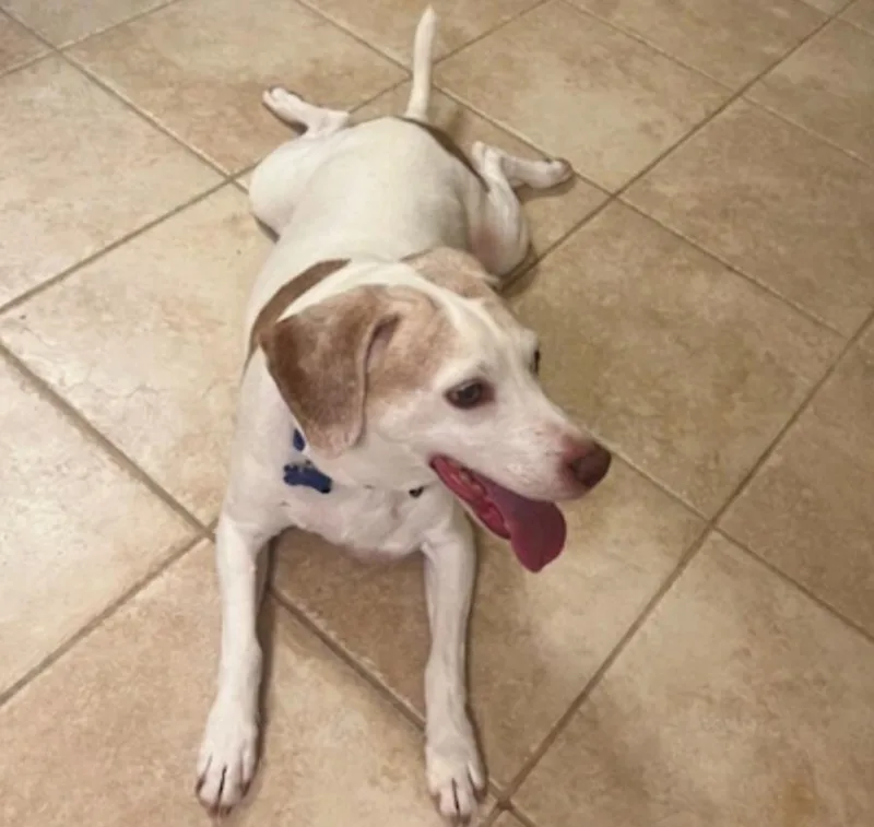 A senior medium-sized male Beagle dog named Copper Brown for adoption in Roswell, GA