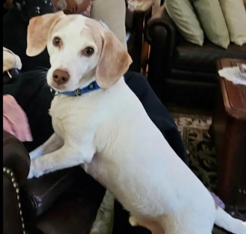 Copper Brown thumbnail 2