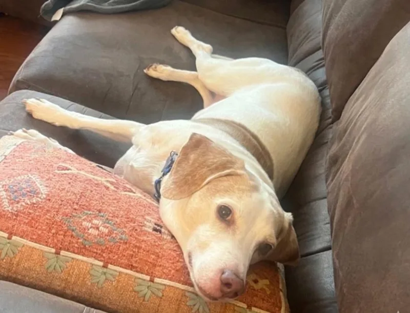 Copper Brown thumbnail 3