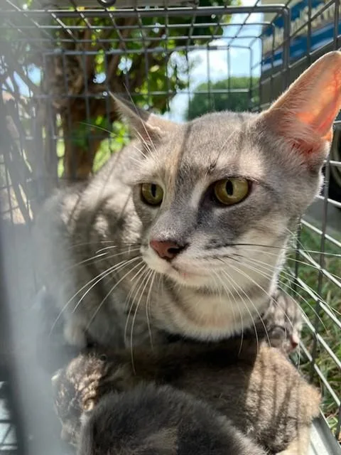 An adult small-sized female Domestic Short Hair cat named Beyonce for adoption in Dallas, TX