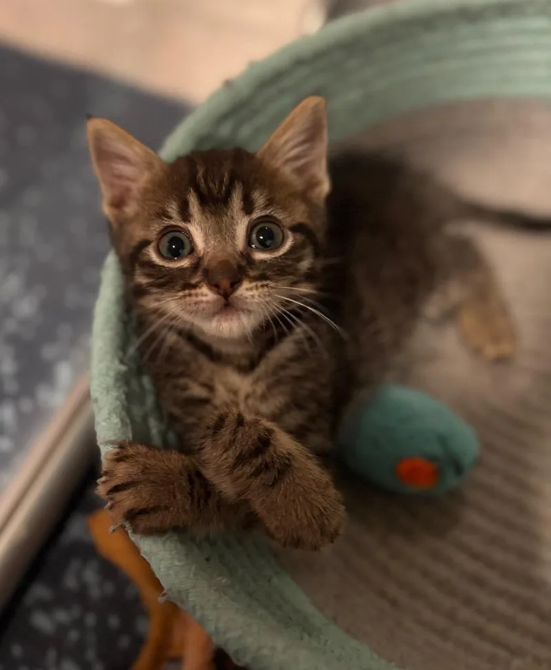 A baby medium-sized male Tabby cat named Bones for adoption in San Antonio, TX