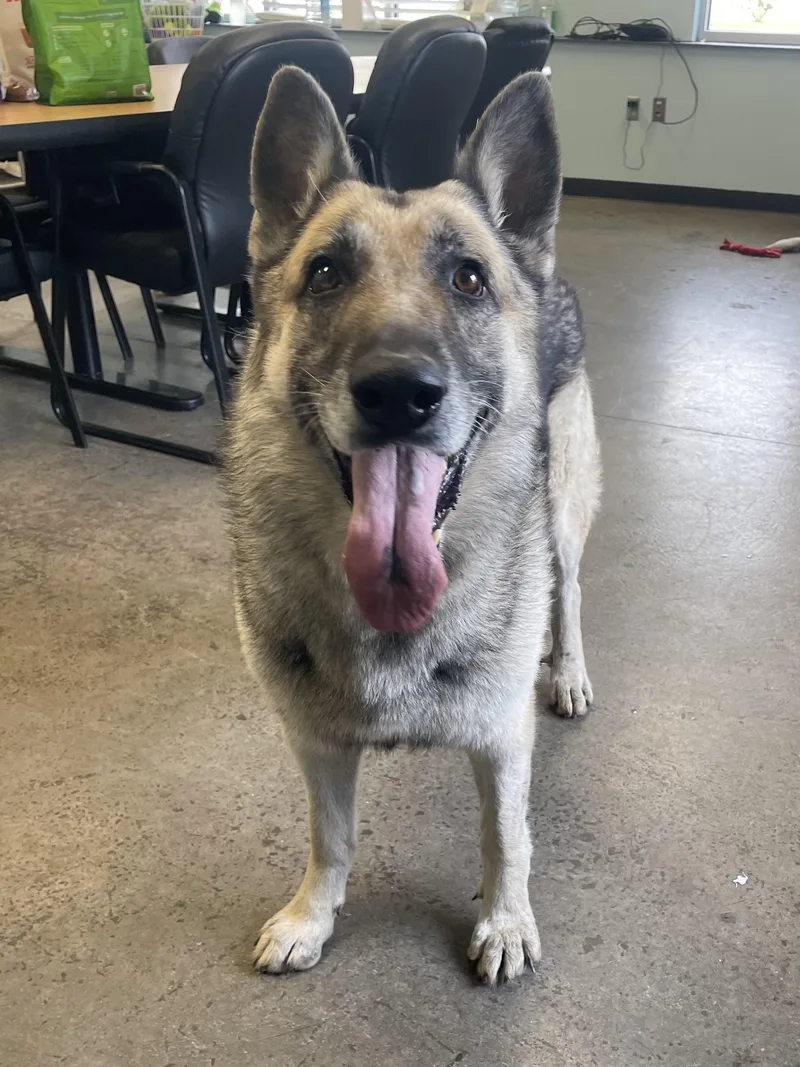 An adult large-sized male Yellow / Tan / Blond / Fawn German Shepherd Dog named Arre for adoption in Mishawaka, IN