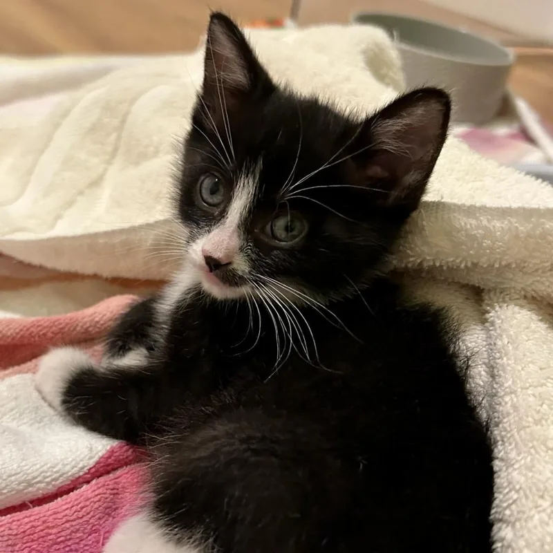 An adult extra large-sized male Domestic Short Hair cat named Frankie for adoption in Redwood City, CA