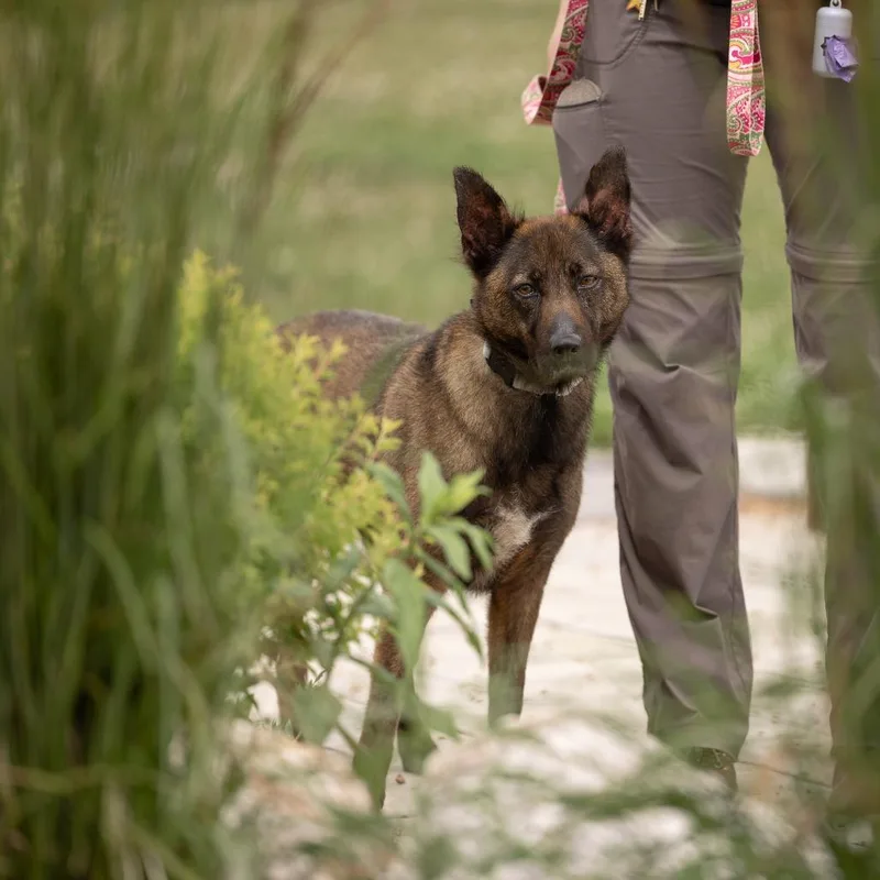 An adult medium-sized female Brown / Chocolate Mixed Breed dog named Sadie for adoption in Waukesha, WI
