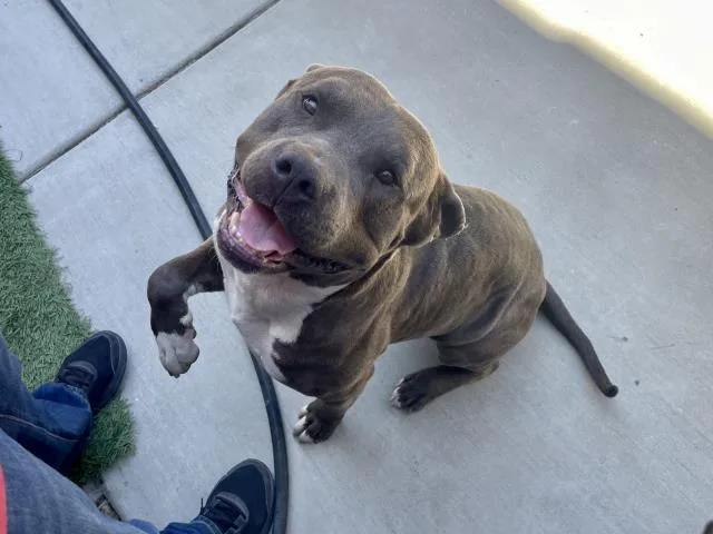 A young large-sized male Pit Bull Terrier dog named Dice for adoption in Riverside, CA