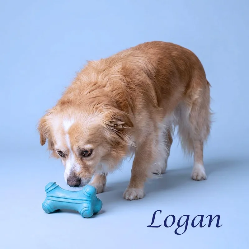 Logan D thumbnail 4