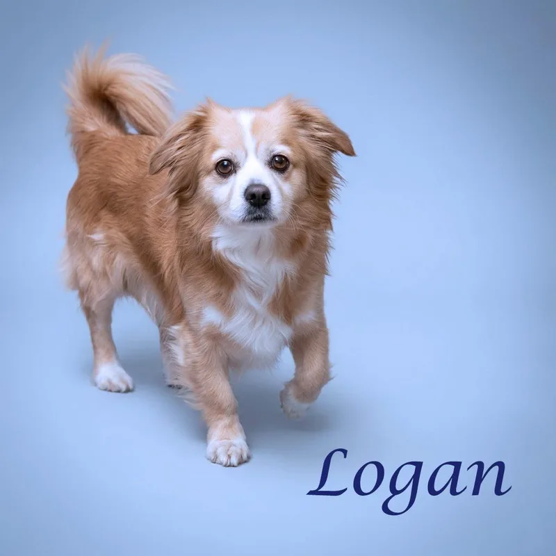 Logan D thumbnail 6