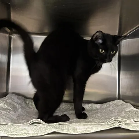 An adult medium-sized female Domestic Short Hair cat named Robin for adoption in Braintree, MA