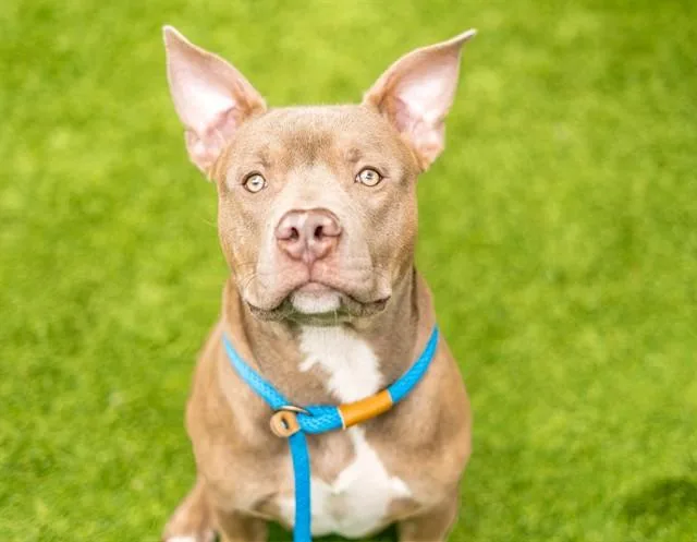 A young medium-sized male American Staffordshire Terrier dog named Lambchop for adoption in San Jose, CA