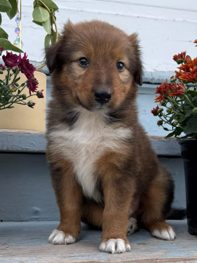 Bruno