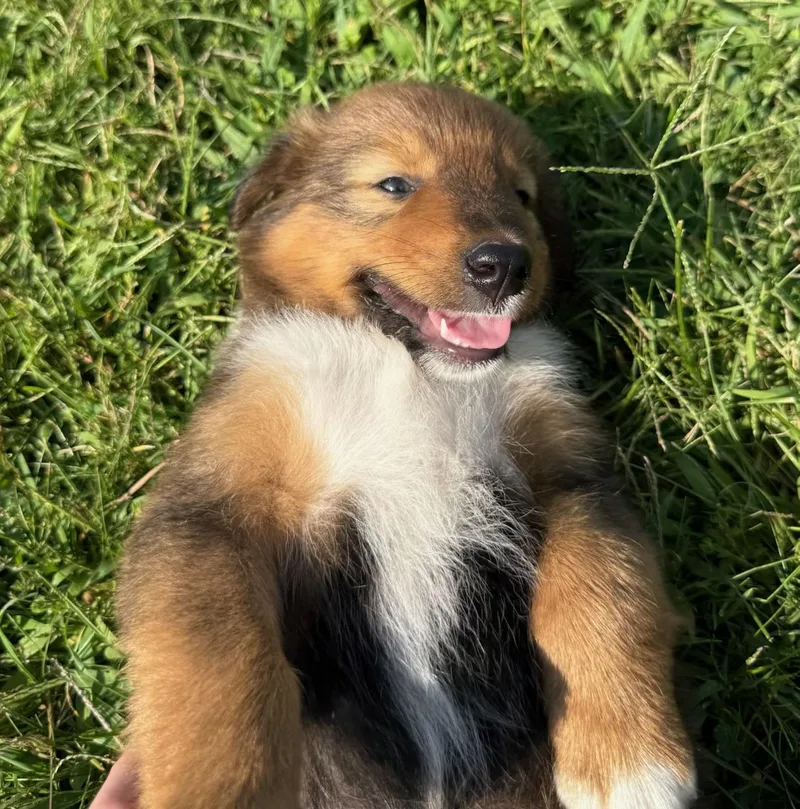 Bruno thumbnail 3