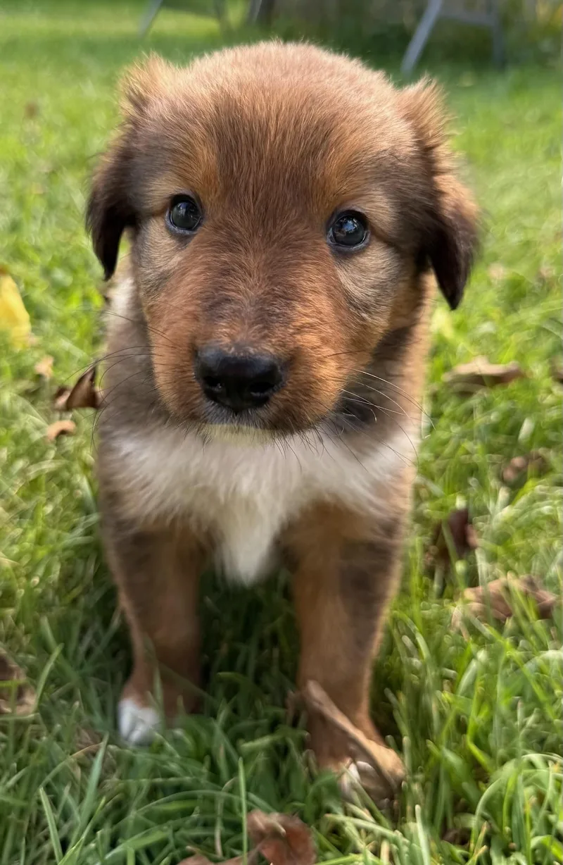 Bruno thumbnail 4
