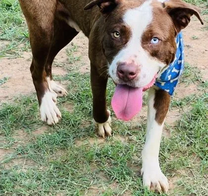 An adult medium-sized male Pit Bull Terrier dog named Fred $ for adoption in Seneca, SC