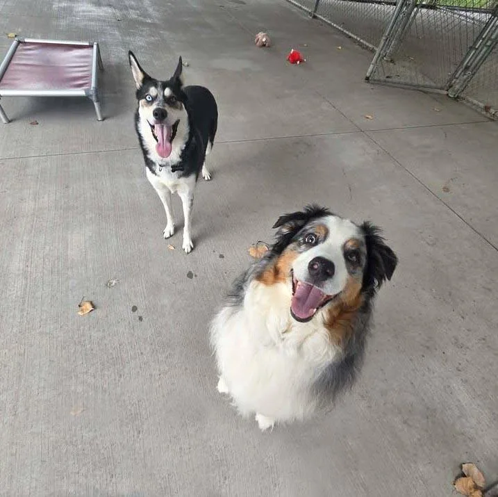 An adult large-sized male Australian Shepherd dog named Blue for adoption in Plover, WI