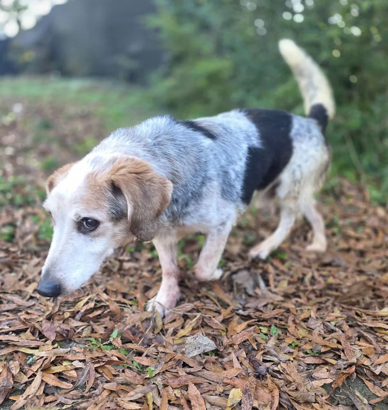 Maxus Haven Bonded With thumbnail 2