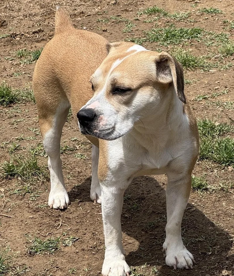 A young medium-sized female Terrier dog named Mocha Latte for adoption in Horn Lake, MS