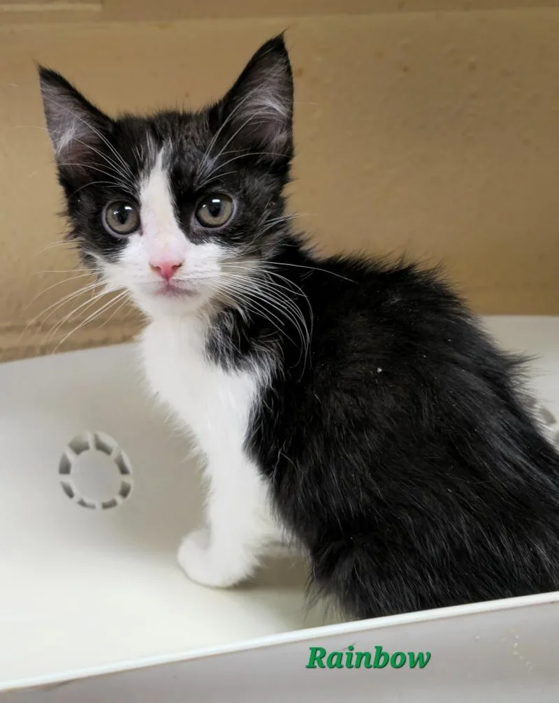 A baby medium-sized female Domestic Short Hair cat named Rainbow for adoption in Cedar Rapids, IA