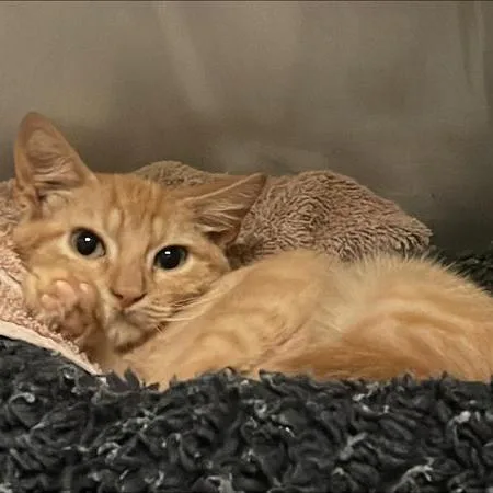 A baby small-sized male Orange / Red Domestic Short Hair cat named Theodore Higgins for adoption in Austin, TX