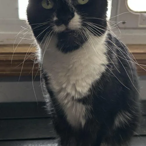 An adult medium-sized female Domestic Short Hair cat named Sapphire for adoption in Tipp City, OH