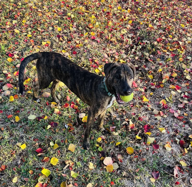 A young large-sized male Plott Hound dog named Jekyll for adoption in Rosenberg, TX