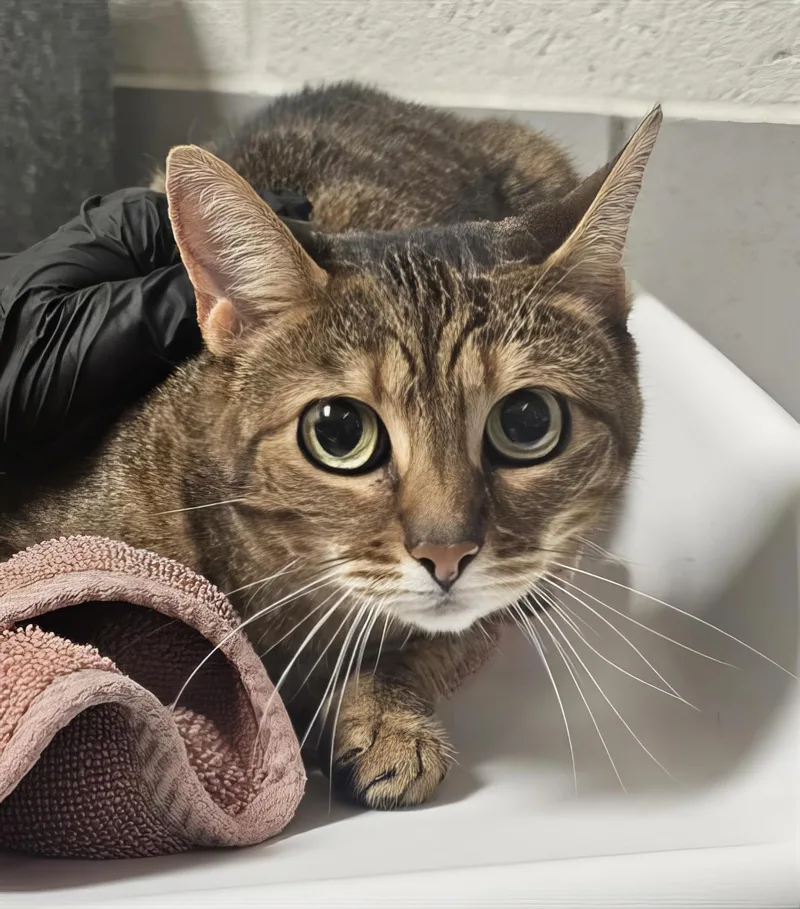 An adult medium-sized female Tabby (Brown / Chocolate) Domestic Short Hair cat named Fable for adoption in Nashville, TN
