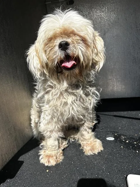 A young small-sized female Havanese dog named Bouffie for adoption in San Antonio, TX