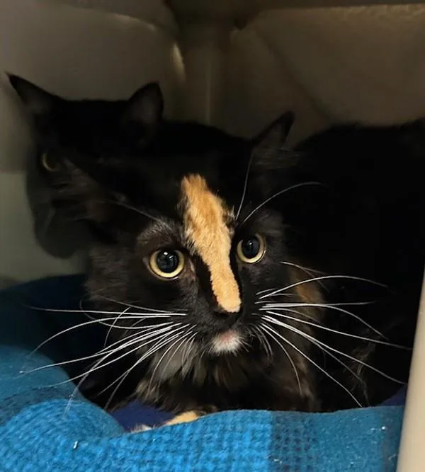 An adult small-sized female Domestic Short Hair cat named Isha for adoption in Oceanside, CA