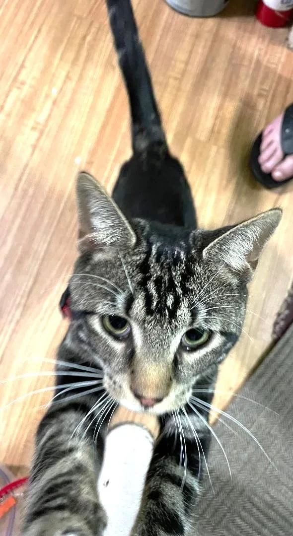 A young medium-sized male Tabby cat named Pickle for adoption in Jamaica Plain, MA