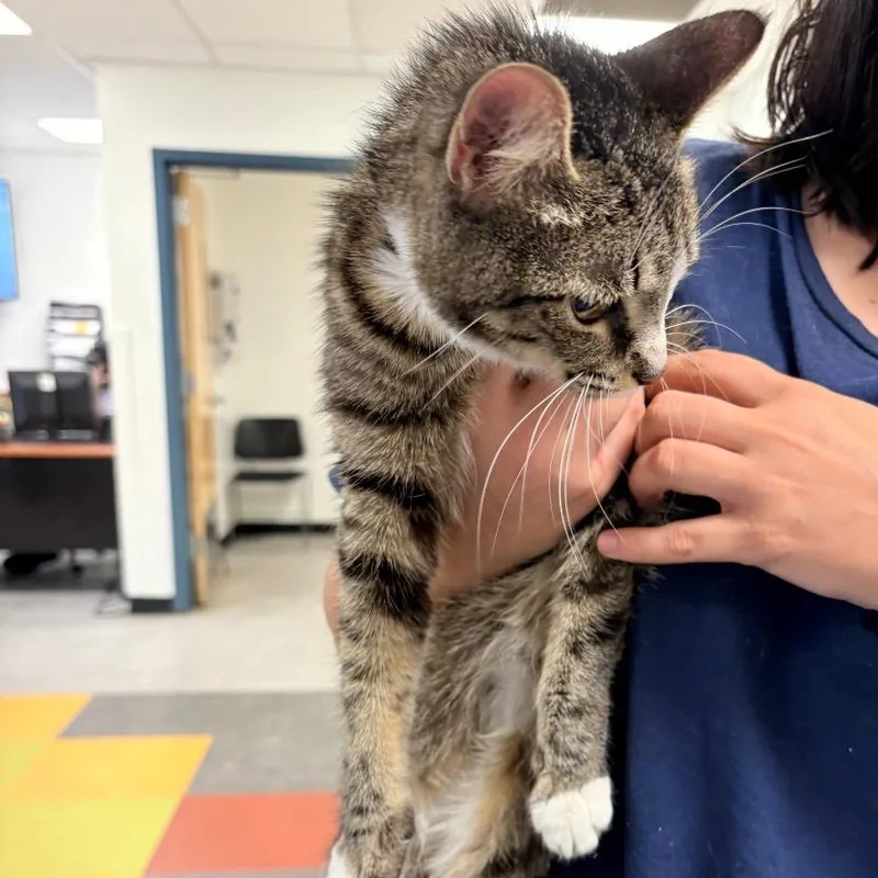 An adult small-sized female Gray / Blue / Silver Domestic Short Hair cat named Shoko for adoption in Philadelphia, PA