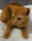 A young small-sized male Domestic Short Hair cat named Banana for adoption in Lampasas, TX