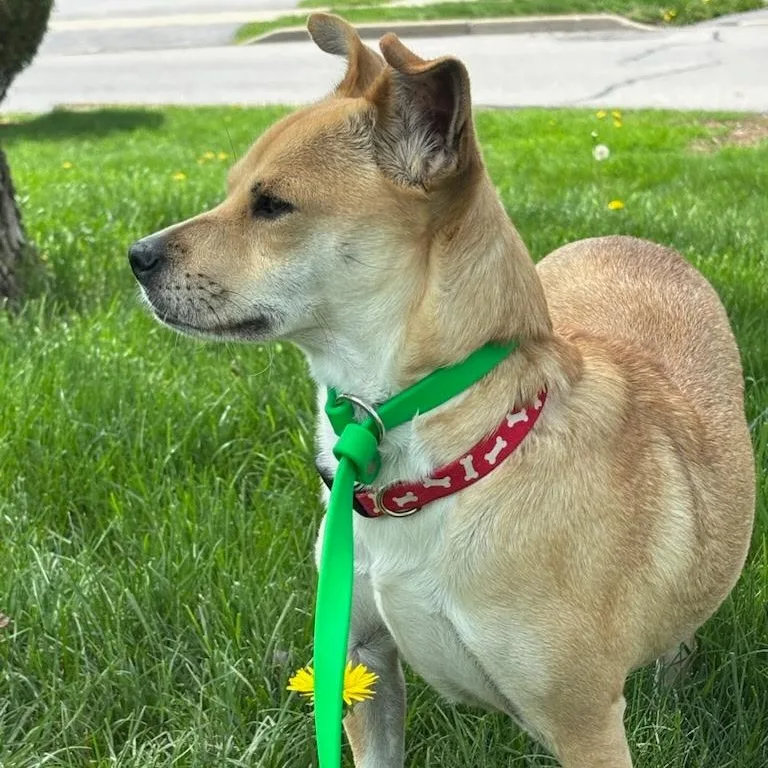 A young small-sized female Apricot / Beige Corgi dog named Taylor for adoption in Williston, VT