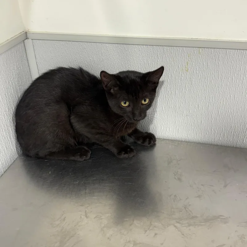 An adult medium-sized female Black Domestic Short Hair cat named Yara for adoption in Tampa, FL