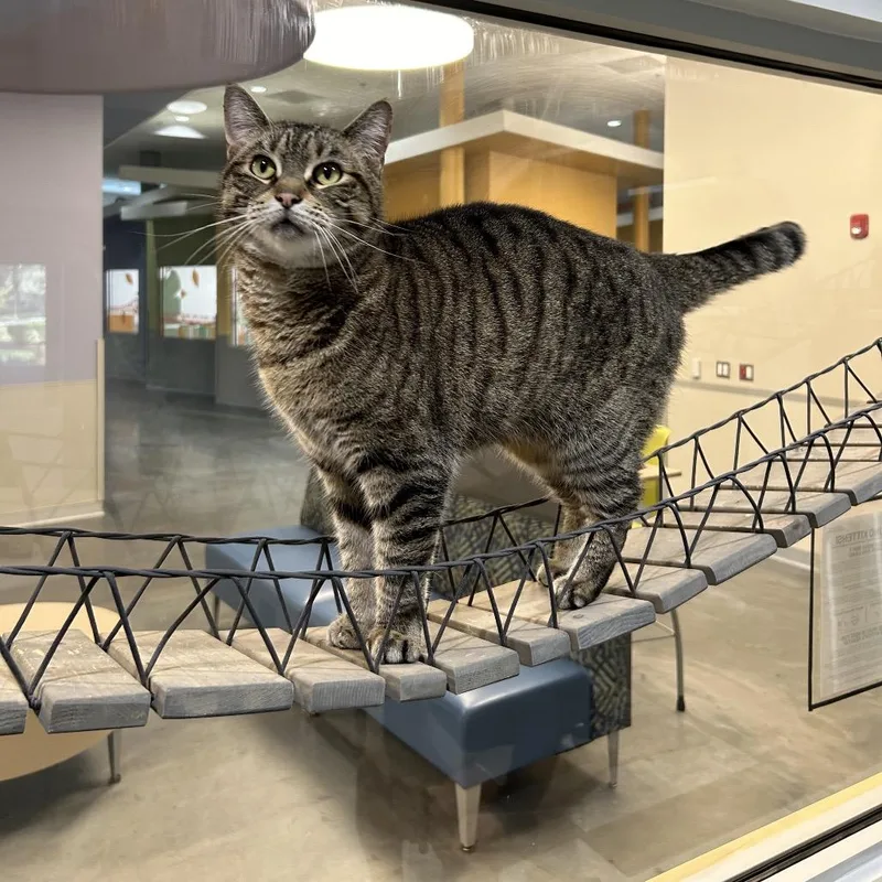 An adult extra large-sized female Brown / Chocolate Domestic Short Hair cat named Martina for adoption in Jacksonville, FL