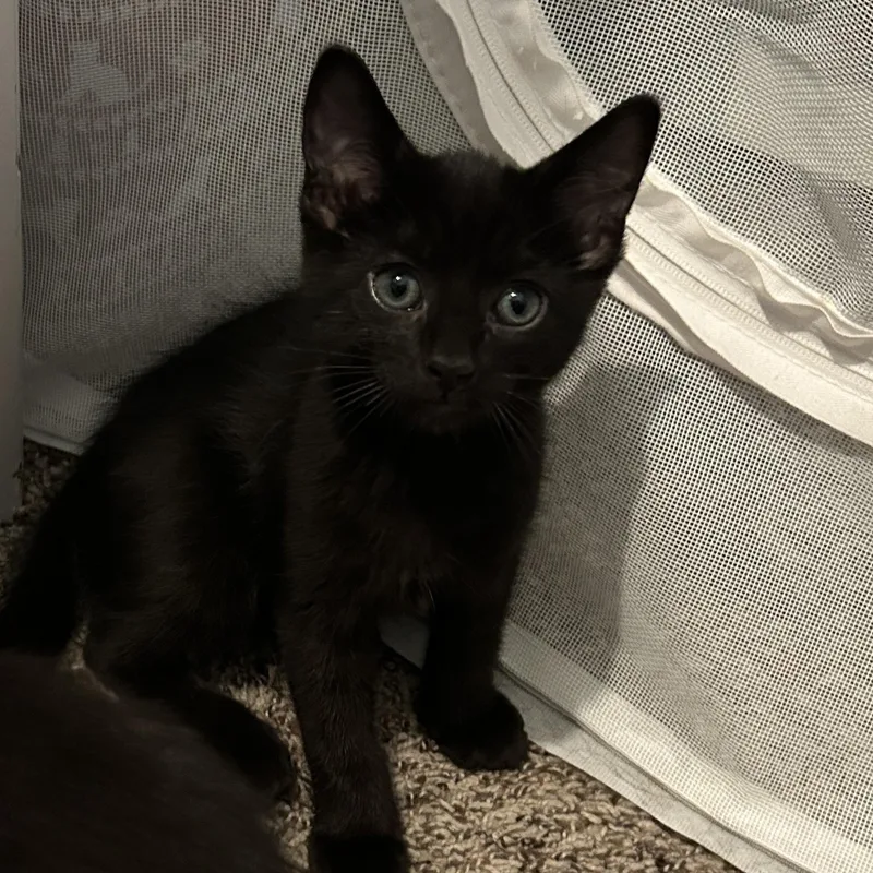A baby medium-sized male Black Domestic Short Hair cat named Sirocco for adoption in Joliet, IL