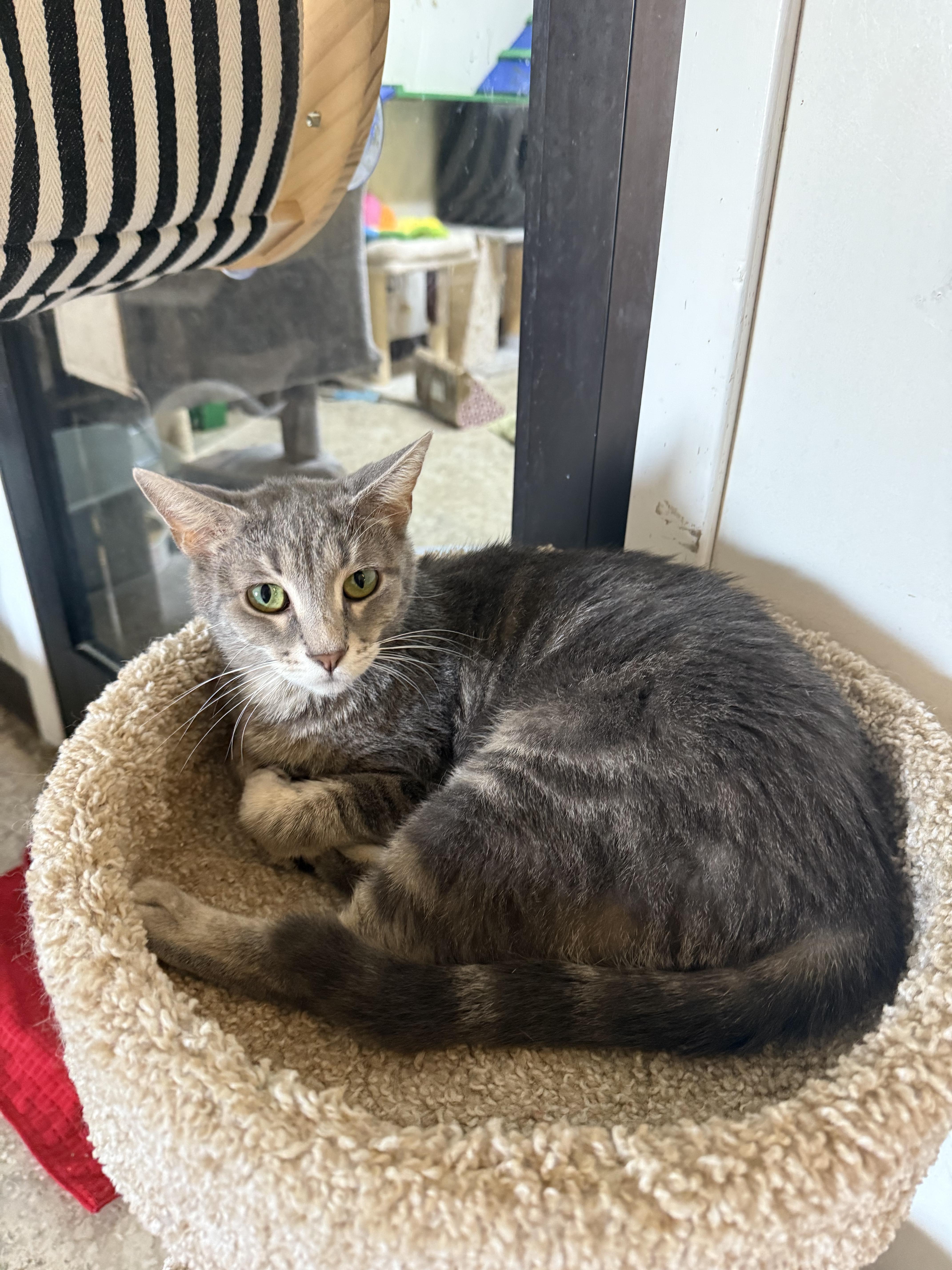 A young medium-sized female Tabby (Gray / Blue / Silver) Domestic Short Hair cat named Grace for adoption in Hendersonville, TN