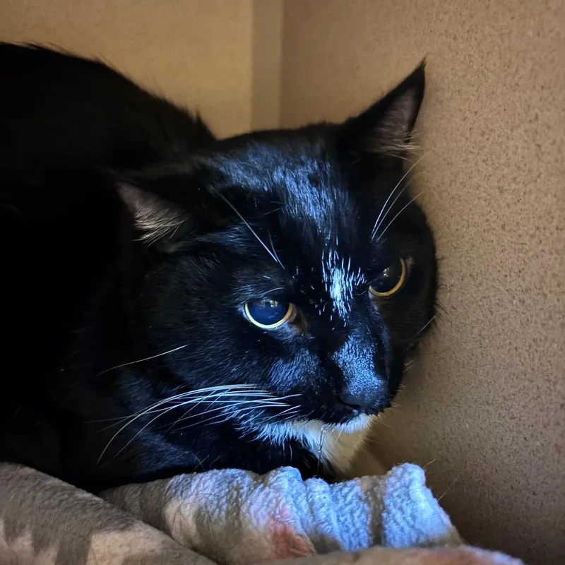 A senior large-sized male Black Domestic Short Hair cat named Wonka for adoption in Providence, RI